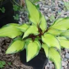 Hosta Pineapple Salsa Live Plant - 5.25" Pot, Perennial Shade Hostas - Image 1