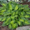 Hosta 'Pocketful of Sunshine' Live Plant, 5.25" Pot, Well Rooted Perennial, Shade - Image 1