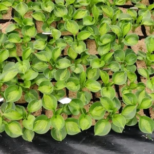 Hosta 'Pocketful of Sunshine' Live Plant, 5.25