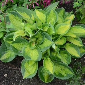 Hosta 'Pocketful of Sunshine' Live Plant, 5.25