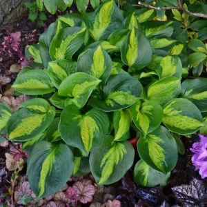 Hosta 'Pocketful of Sunshine' Live Plant, 5.25