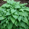 Hosta Pondering Parsippany Live Plant - 5.25" Pot - Well Rooted Perennial - Image 1