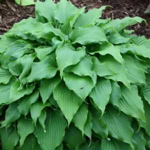 Hosta Pondering Parsippany Live Plant - 5.25" Pot - Well Rooted Perennial - Image 1
