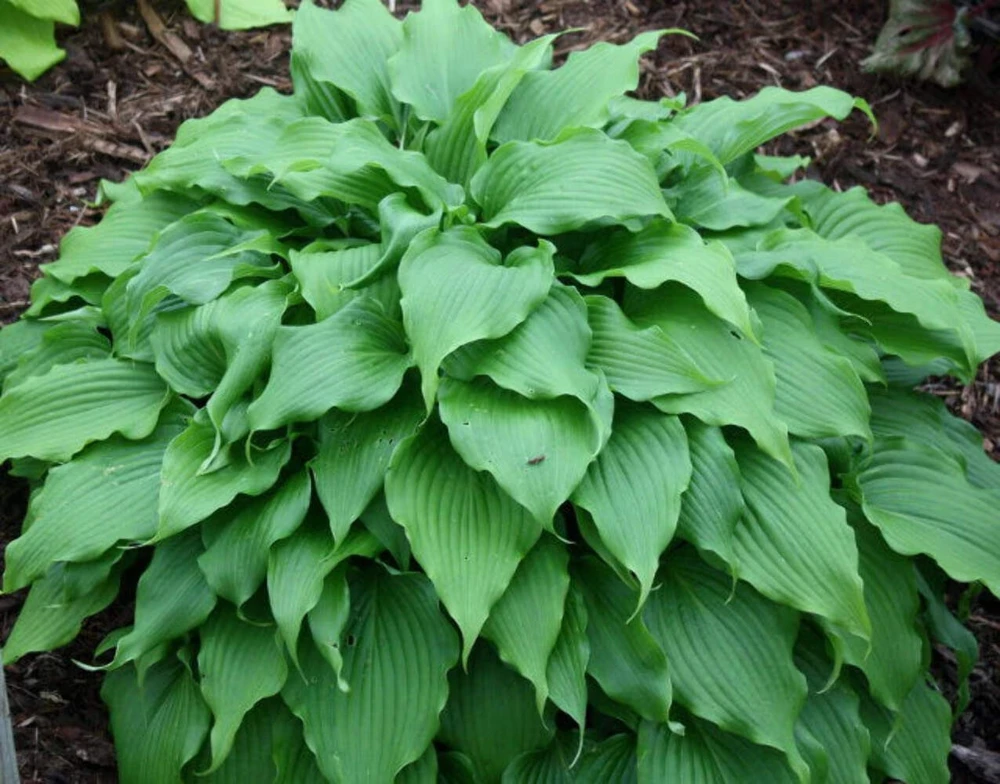 Hosta Pondering Parsippany Live Plant - 5.25" Pot - Well Rooted Perennial - Image 1