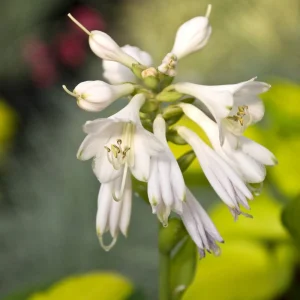 Hosta 'Rainforest Sunrise' Live Plant – 5.25