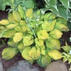 Hosta 'Rainforest Sunrise' Live Plant – 5.25" Pot, Perennial, Shade - Image 1
