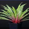 Hosta Razor's Edge Live Plant – 5.25" Pot – Well Rooted Perennial Shade Plant - Image 1
