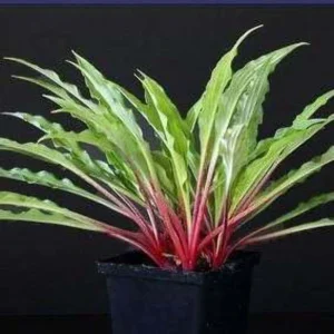 Hosta Razor's Edge Live Plant – 5.25" Pot – Well Rooted Perennial Shade Plant - Image 1