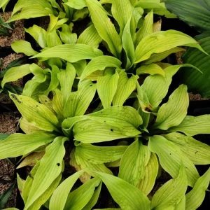 Hosta Relentless Live Plant – 5.25 inch Pot – Perennial Shade Plant – Yellow Foliage - Image 2