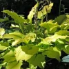 Hosta Relentless Live Plant – 5.25 inch Pot – Perennial Shade Plant – Yellow Foliage - Image 1