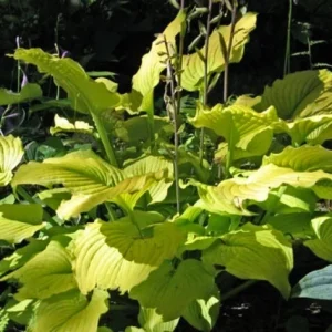 Hosta Relentless Live Plant – 5.25 inch Pot – Perennial Shade Plant – Yellow Foliage - Image 1