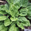 Hosta Road Rage Live Plant – 5.25 inch Pot – Well Rooted Perennial Shade Plant - Image 1