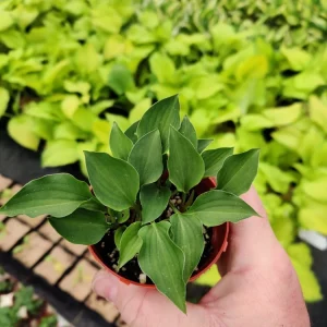 Hosta Rock Princess Perennial Live Plant – True Miniature – 2 inch Pot – Shade Plant - Image 2