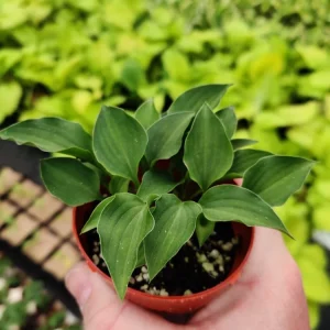 Hosta Rock Princess Perennial Live Plant – True Miniature – 2 inch Pot – Shade Plant - Image 1