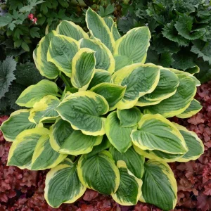 Hosta 'Royal Wedding' Live Plant – 5.25