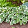 Hosta 'Royal Wedding' Live Plant – 5.25" Pot – Perennial Shade Plant - Image 1