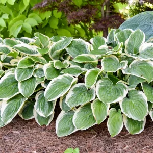 Hosta 'Royal Wedding' Live Plant – 5.25