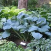 Hosta Sapphire Pillows Live Plant – 5.25" Pot – Well Rooted Perennial – Shade - Image 1