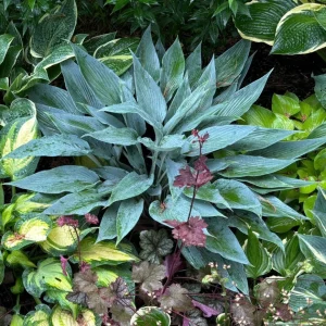 Hosta Scheherazade Live Plant – Perennial Shade Plant – 5.25 inch Pot - Image 2