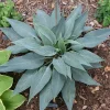 Hosta Scheherazade Live Plant – Perennial Shade Plant – 5.25 inch Pot - Image 1