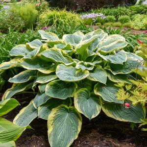 Hosta Shadowlands Gigantosaurus Live Perennial Plant – 5.25