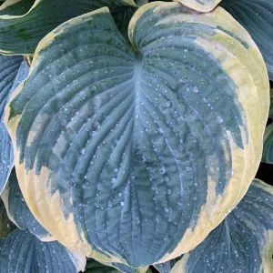 Hosta Shadowlands Gigantosaurus Live Perennial Plant – 5.25