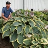 Hosta Shadowlands Gigantosaurus Live Perennial Plant – 5.25" Pot – Outdoor Shade - Image 1