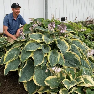 Hosta Shadowlands Gigantosaurus Live Perennial Plant – 5.25