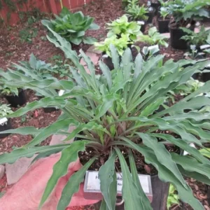 Hosta Shake Down 5.25" Pot Well Rooted Perennial Shade Plant - Image 2
