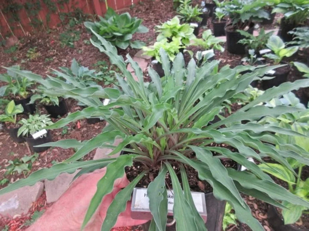 Hosta Shake Down 5.25" Pot Well Rooted Perennial Shade Plant - Image 2