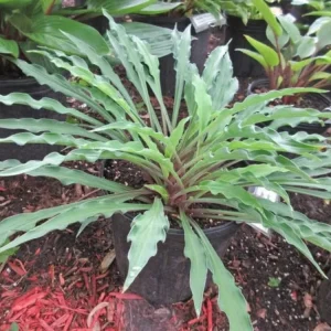 Hosta Shake Down 5.25" Pot Well Rooted Perennial Shade Plant - Image 1