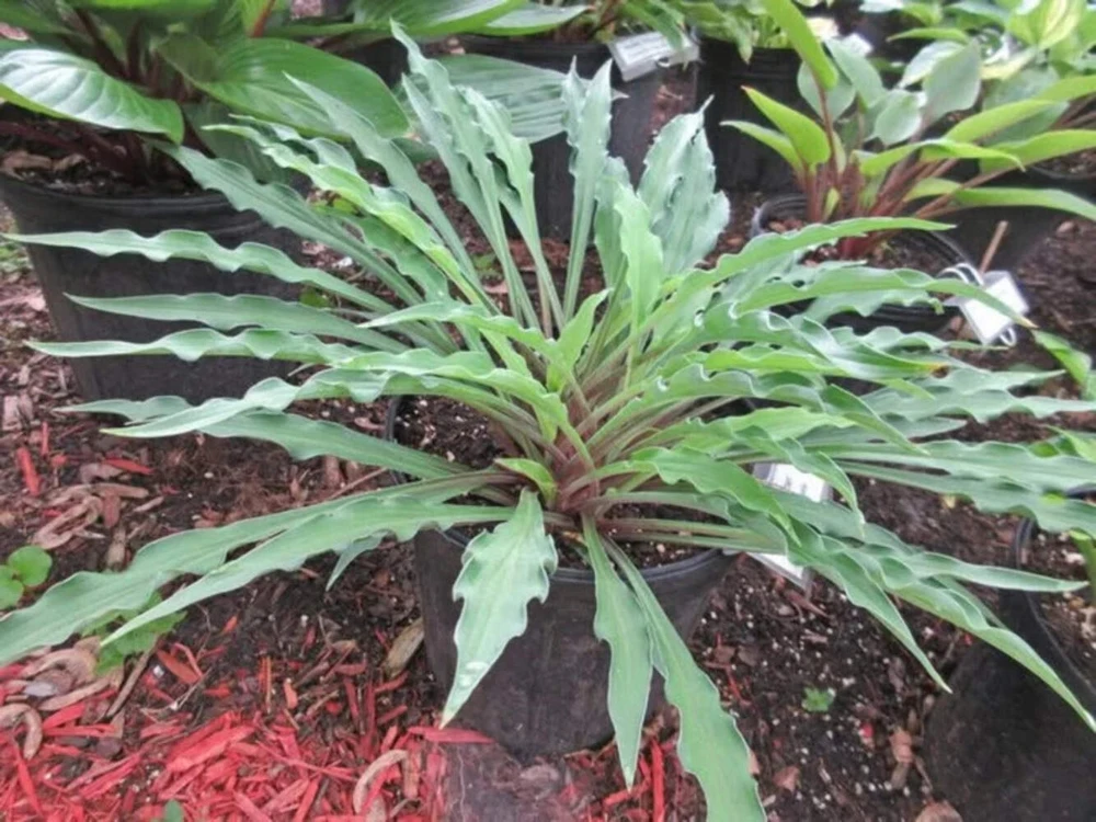 Hosta Shake Down 5.25" Pot Well Rooted Perennial Shade Plant - Image 1
