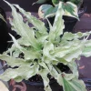 Hosta Shocking Mandy Live Plant – 5.25" Pot Perennial Shade Plant - Image 1