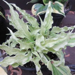 Hosta Shocking Mandy Live Plant – 5.25" Pot Perennial Shade Plant - Image 1