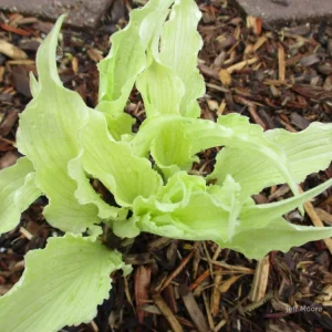 Hosta Shocking Mandy Live Plant – 5.25" Pot Perennial Shade Plant - Image 2
