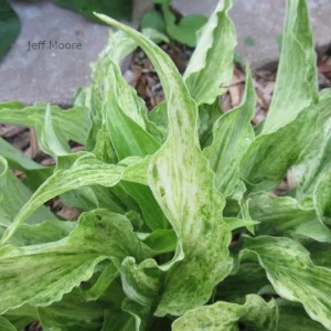 Hosta Shocking Mandy Live Plant – 5.25