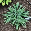 Hosta Silver Twist Live Plant - 5.25" Pot, Well Rooted Perennial, Shade - Image 1