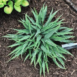 Hosta Silver Twist Live Plant - 5.25" Pot, Well Rooted Perennial, Shade - Image 1