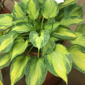 Hosta Sister Act Live Plant – 5.25 inch Pot – Perennial for Shade - Image 1