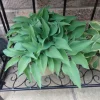 Hosta Slim and Trim Perennial Shade Plant - 5.25" Pot - Live Plant - Image 1