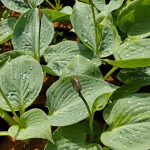 Hosta Smokey Mountain Blues Live Plant – 5.25