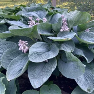 Hosta Smokey Mountain Blues Live Plant – 5.25