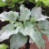 Hosta Steal the Spotlight Live Plant – Blue Perennial Shade Plant - Image 1