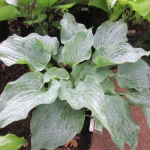 Hosta Steal the Spotlight Live Plant – Blue Perennial Shade Plant - Image 1