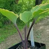 Hosta Sugar Cookie 5.25" Pot Well Rooted Perennial Shade Plant - Image 1