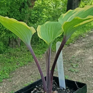 Hosta Sugar Cookie 5.25
