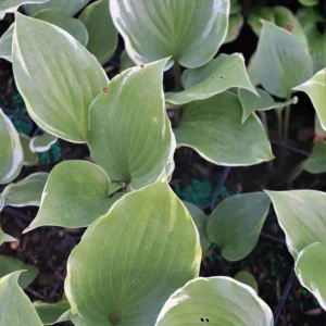 Hosta Sugar Cookie 5.25