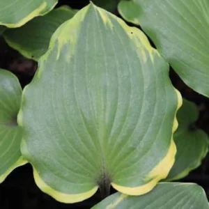 Hosta Sugar Cookie 5.25