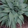 Hosta Talking Point Live Plant – 5.25" Pot – Well Rooted Perennial – Shade Plant - Image 1