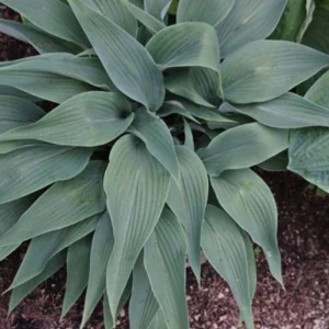 Hosta Talking Point Live Plant – 5.25